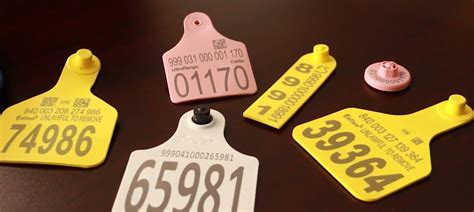 cattle rfid tags tn|rfid tags for cattle usda.